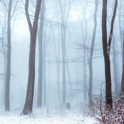 Nebel im schneebedeckten Winterwald - DWIF00876