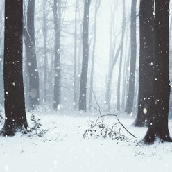 Snowfall in winter forest - DWIF00877