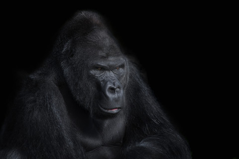 Porträt eines Gorillas vor einem schwarzen Hintergrund, lizenzfreies Stockfoto