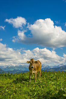 Deutschland, Allgäu, enthorntes junges Braunvieh auf einer Almwiese stehend - WGF01114