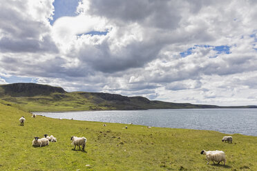 UK, Scotland, Inner Hebrides, Isle of Skye, sheep at Duntulm sea viewpoint - FOF09366