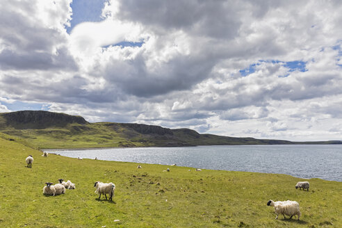 UK, Schottland, Innere Hebriden, Isle of Skye, Schafe am Aussichtspunkt Duntulm - FOF09366