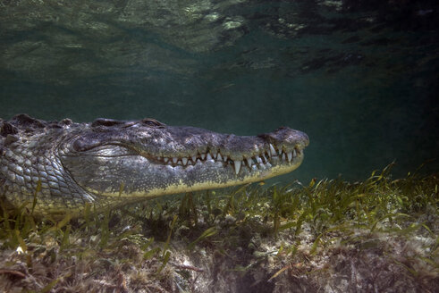 Mexiko, Amerikanisches Krokodil unter Wasser - GNF01396