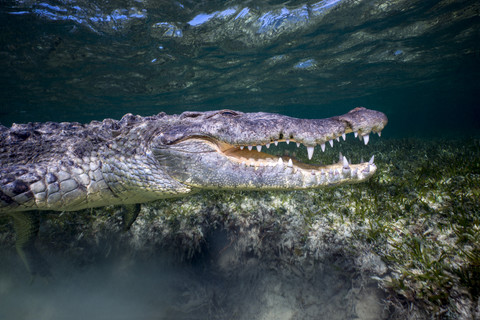Mexiko, Amerikanisches Krokodil unter Wasser, lizenzfreies Stockfoto