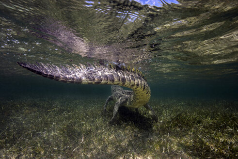 Mexiko, Amerikanisches Krokodil unter Wasser - GNF01399