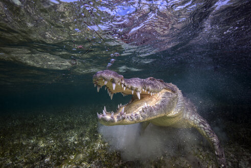 Mexiko, Amerikanisches Krokodil unter Wasser - GNF01400