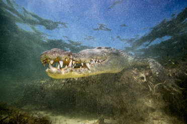 Mexiko, Amerikanisches Krokodil unter Wasser - GNF01401