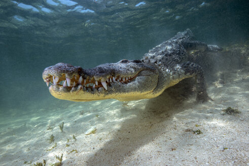 Mexiko, Amerikanisches Krokodil unter Wasser - GNF01402
