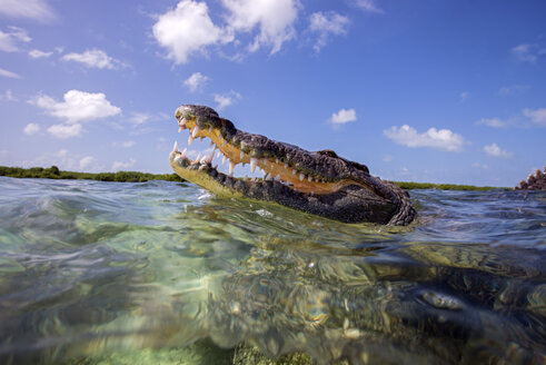 Mexiko, Amerikanisches Krokodil wieder aufgetaucht - GNF01403