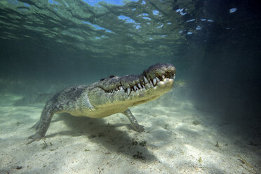 Mexiko, Amerikanisches Krokodil unter Wasser - GNF01405