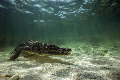 Mexico, American crocodile under water - GNF01408