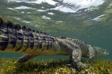 Mexiko, Amerikanisches Krokodil unter Wasser - GNF01409