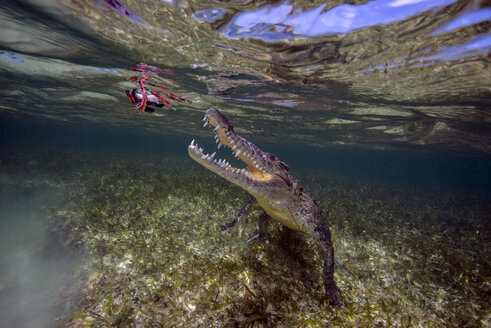 Mexiko, Amerika Krokodiljagd unter Wasser - GNF01410