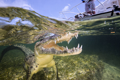 Mexiko, Amerikanisches Krokodil unter Wasser - GNF01412