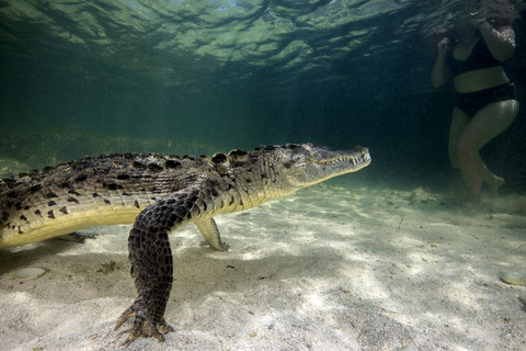 Mexiko, Amerikanisches Krokodil unter Wasser, lizenzfreies Stockfoto