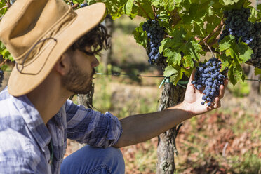 Man examining grapes on vine - MGIF00116