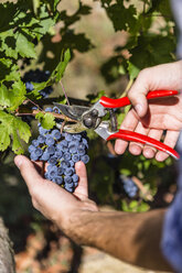 Nahaufnahme eines Mannes bei der Weinlese im Weinberg - MGIF00117