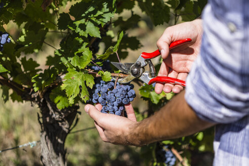 Nahaufnahme eines Mannes bei der Weinlese im Weinberg - MGIF00118