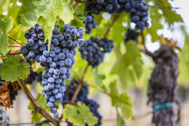 Ripe grapes on vine - MGIF00120