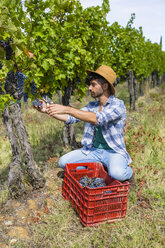 Man harvesting grapes in vineyard - MGIF00121