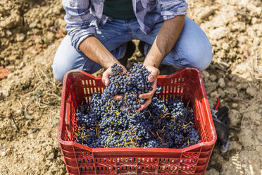 Man holding harvested grapes in a box - MGIF00123