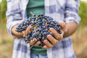 Close-up of man holding harvested grapes - MGIF00124