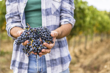 Close-up of man holding harvested grapes - MGIF00125