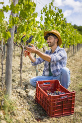 Man harvesting grapes in vineyard - MGIF00126