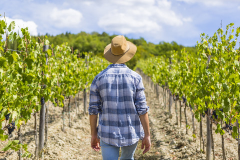 Mann geht im Weinberg spazieren, lizenzfreies Stockfoto