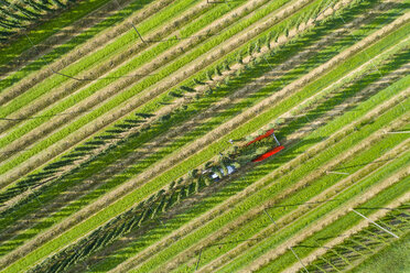 Germany, hop picking, aerial view - MAEF12412