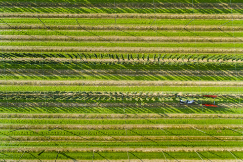 Germany, hop picking, aerial view stock photo