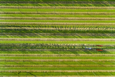 Germany, hop picking, aerial view - MAEF12413