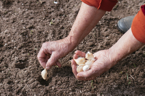 Close-up of woman planting garlic stock photo