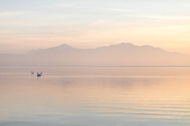 Germany, Bavaria, Swans floating on lake Chiemsee at a winter sunset - MMAF00141