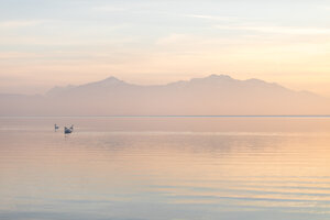 Deutschland, Bayern, Schwäne schwimmen auf dem Chiemsee bei winterlichem Sonnenuntergang - MMAF00141