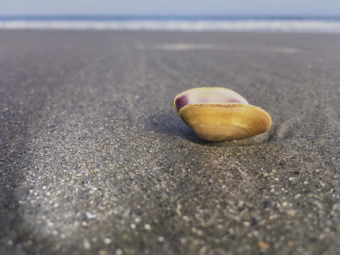 Juist, Deutschland, Muscheln am Strand, lizenzfreies Stockfoto