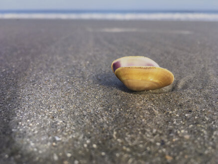 Juist, Deutschland, Muscheln am Strand - ODF01553