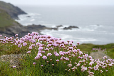 UK, Cornwall, Meeresdrift, Armeria maritima, wächst an der Küste - SIEF07529