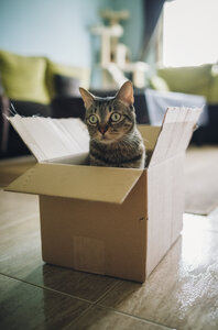 Tabby cat inside cardboard box - RAEF01940
