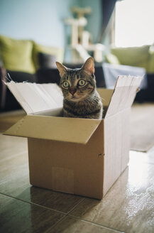 Getigerte Katze im Karton - RAEF01940