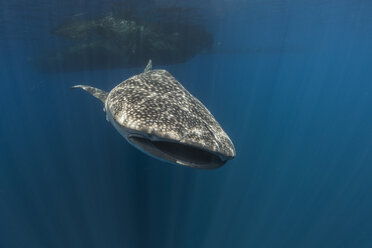 Indonesia, Papua, Cenderawasih Bay, Whale shark - TOVF00094