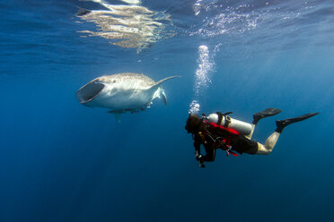 Indonesia, Papua, Cenderawasih Bay, diver watching Whale shark - TOVF00095