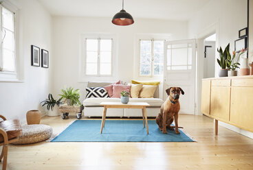 Rhodesian ridgeback sitting in bright modern livingroom - PDF01277