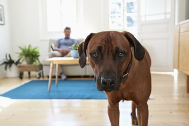 Rhodesian ridgeback standing in living room, man siting on couch in background - PDF01282