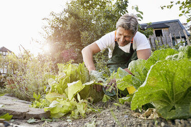 Älterer Mann steht in seinem Garten und trägt eine Schürze - PDF01393