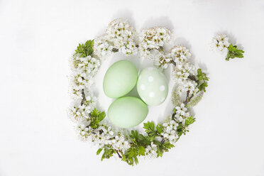 Handgefärbte grüne Ostereier in einem Nest aus Kirschblüten und Weide auf weißem Hintergrund - GWF05249