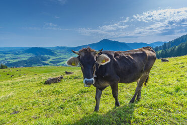 Germany, Allgaeu, Allgaeu brown cattle standing on an Alpine meadow - WGF01124