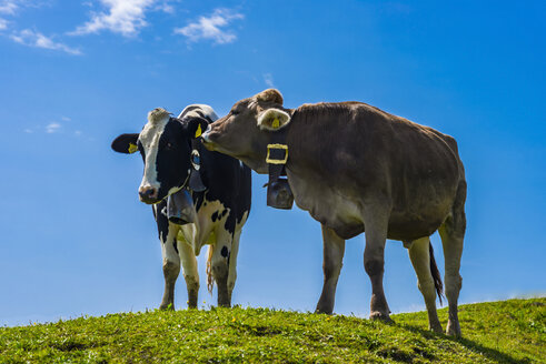 Deutschland, Allgäu, zwei enthornte braune Rinder mit Kuhglocken stehen auf einer Almwiese - WGF01125