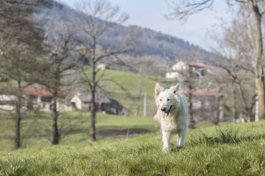 Dog on rural meadow - ZOCF00517