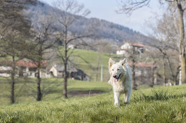 Hund auf ländlicher Wiese - ZOCF00517